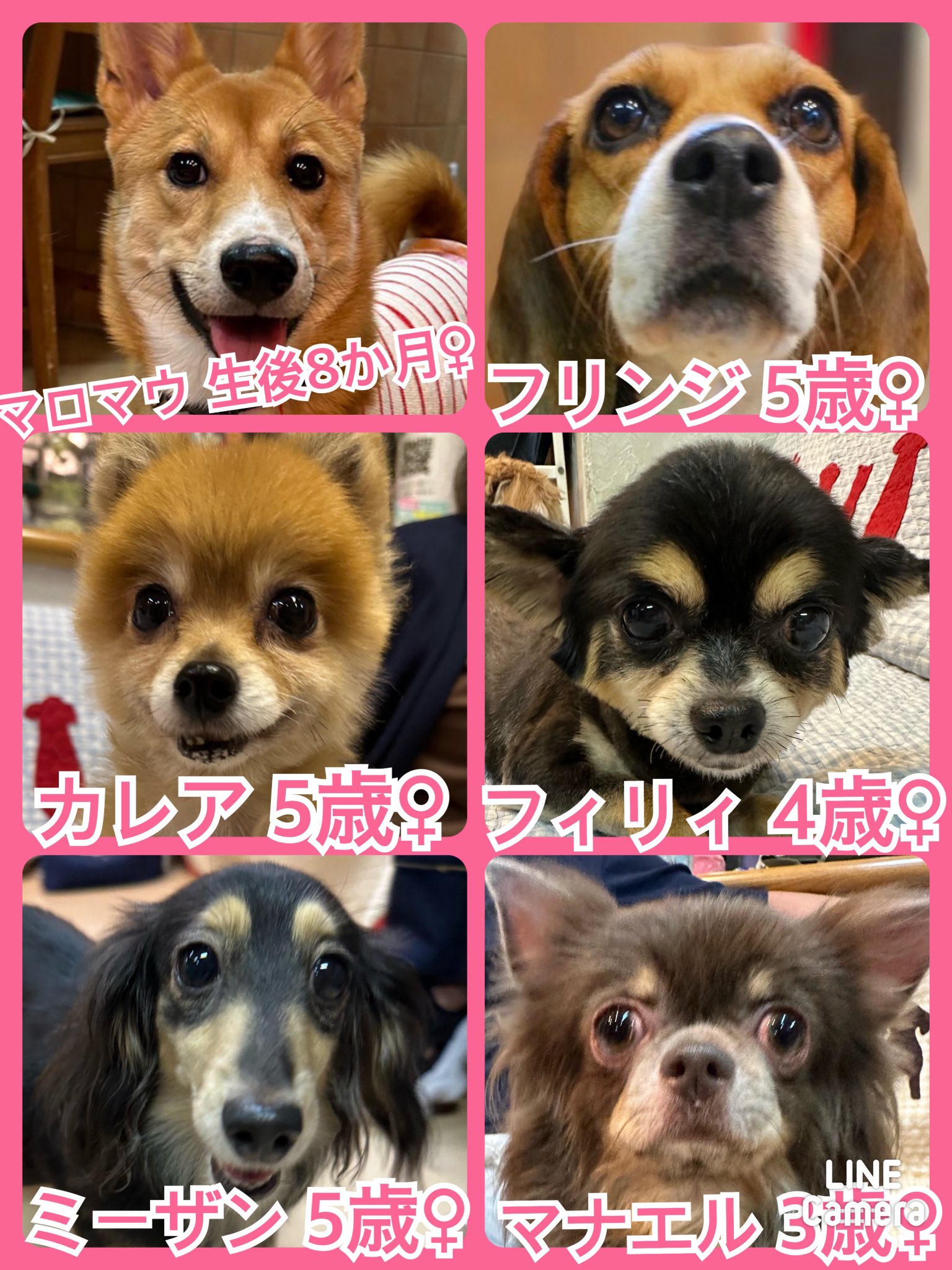 🐾今日の里親様募集中ワンコ🐶メンバーです🐾2023,9,30【保護犬カフェ天神橋店】